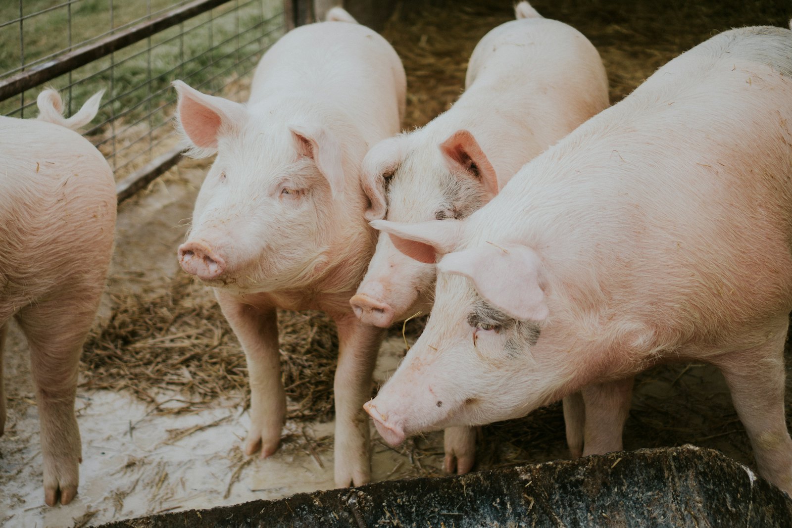 Schweine im Strohstall der HAB GmbH
